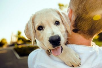 Iscrizione tavolo tutela animali