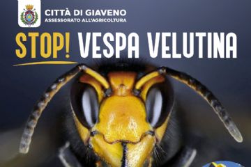 Incontro informativo sulla vespa velutina
